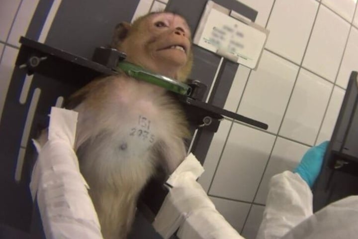 Mit schmerzverzerrtem Gesicht wird ein Affe für einen Versuch fixiert.