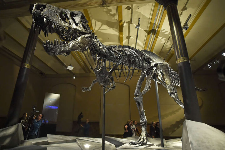 Bei der Führung werden auch Skelette wie das des T-Rex "Tristan Otto" erklärt.