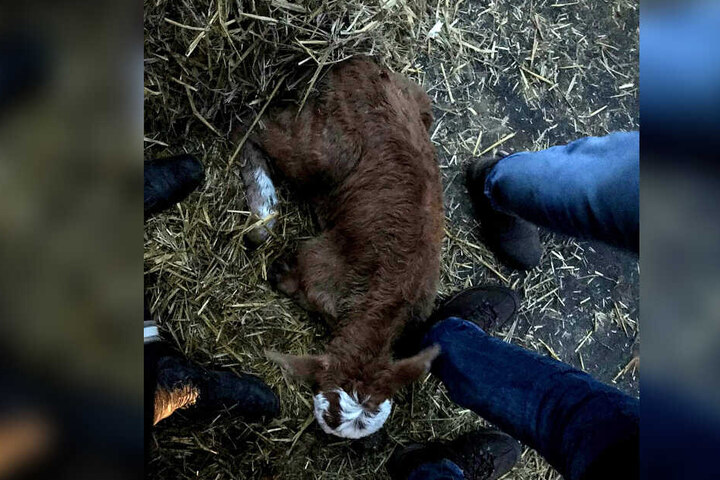 Ein gerettetes Kalb liegt auf dem Stroh.