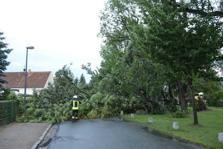 Die Feuerwehren in Sachsen hatten gut zu tun. Überall legte das Unwetter ganze Bäume um, wie hier in Görlitz.