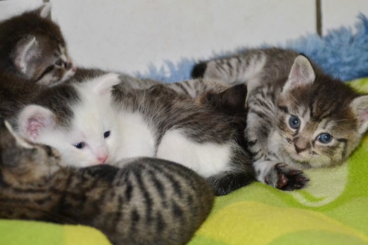 Diese Katzenbabys suchen alle ein neues Heim.