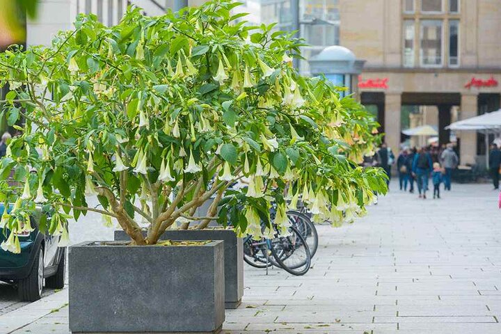 Die "Trompeten" werden weggeräumt: Die Blumenkübel am Altmarkt müssen für den Striezelmarkt Platz machen.