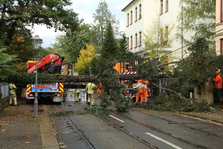 In Dresden kippte ein Baum auf die Ludwig-Hartmann-Straße und riss die Oberleitung der
Straßenbahn mit. Die Feuerwehr war im Einsatz, die Linien 6 und 12 unterbrochen.