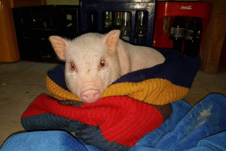 Was mit Bifi passiert, wenn das Minischwein wieder gesund ist, ist noch unklar.