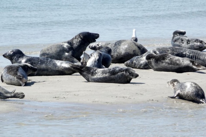 Mehrere Robben liegen am Strand.