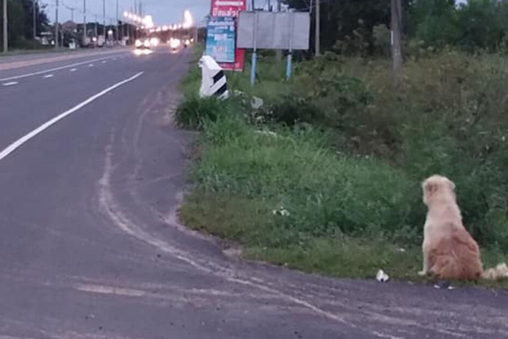 An einer Straße in Thailand sitzt ein Hund, sein Fell ist zerzaust, der Blick geht in die Ferne.