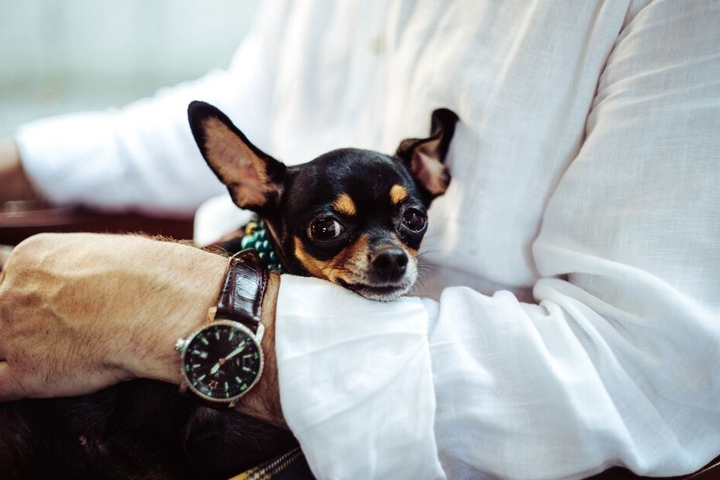 Jeder Hund ist anders, dennoch ist ein rücksichtsvoller Umgang mit jedem Vierbeiner Pflicht.