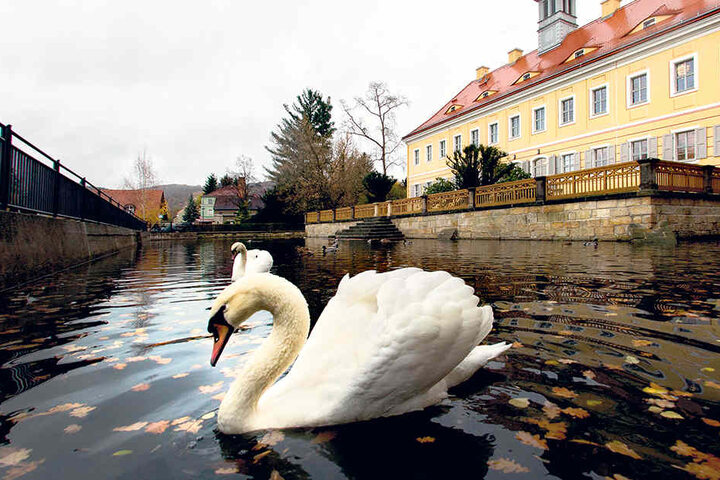 In den Teich dürfen vorerst keine Tiere mehr. Weil es der Denkmalschutz so will. Sie sollen stattdessen aus Plaste sein.