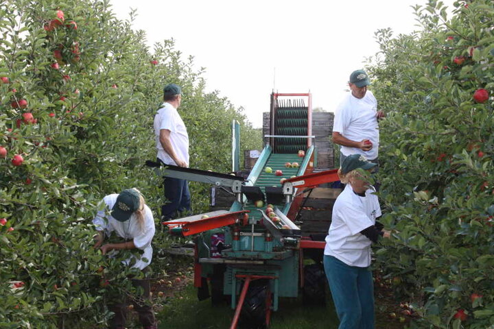 Sachsenobst: Apfelernte bei der Obstland Dürrweitzschen AG. Am 7. Oktober feiert das Unternehmen in Leisnig seinen "Apfeltag".