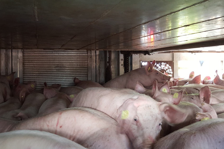 Dieser Transporter hatte 60 Schweine zu viel geladen.