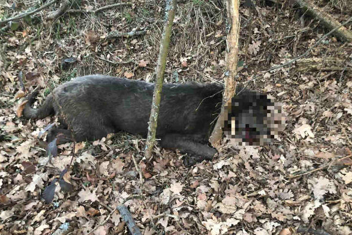 Ein toter Hund liegt auf dem Boden.