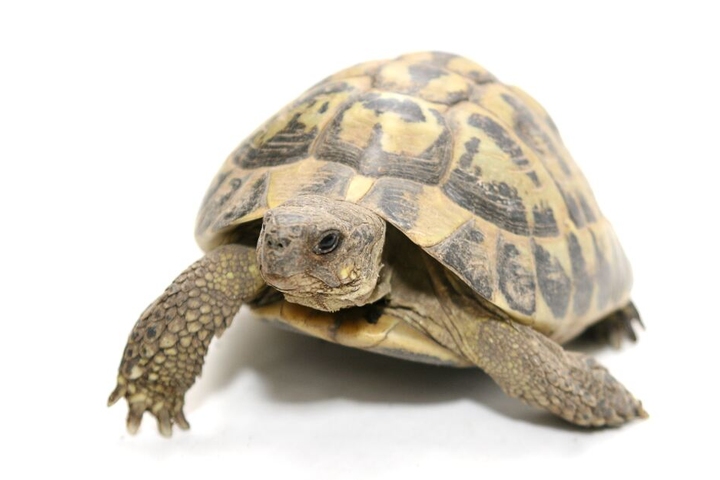 Auch zahlreiche Schildkröten wurden beschlagnahmt.