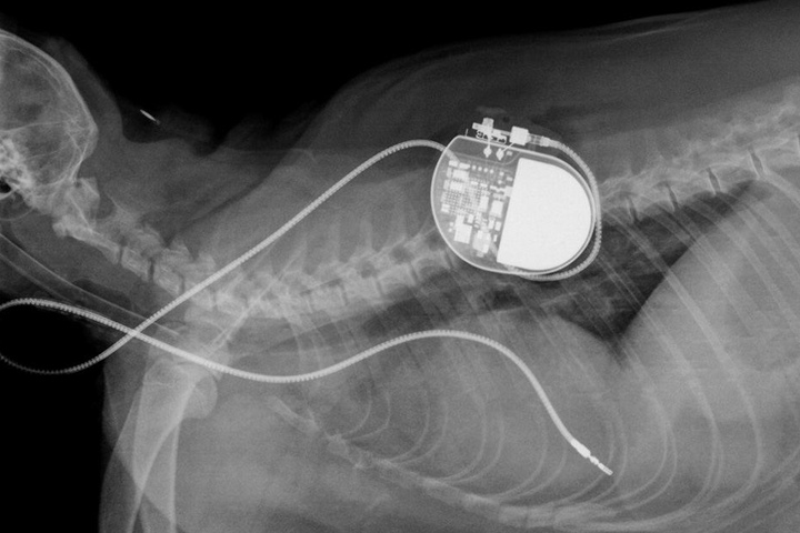 Ein Röntgenbild zeigt Waschbärin Jacky mit inplantiertem Herzschrittmacher in der Medizinischen Kleintierklinik der Ludwig-Maximilians-Universität München.