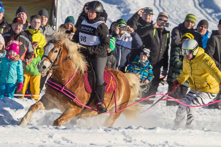 Einzigartig: Vogtländerin Kirsten Wiedemann (31) und Erzgebirger Rico Störzel
als Hänger zeigten mit Haflinger Chiantie (12), wie früher Skikjöring gefahren
wurde - mit nur einer Pferdestärke.
