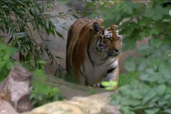 Gemächlich bewegt sich Tiger-Weibchen Bella aus ihrem Versteck zum Wassergraben, wo ein Stück Rinderfleisch auf sie wartet.