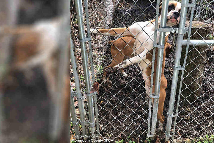 Rund 130 Hunde wurden im verwahrlosten Zustand gefunden.