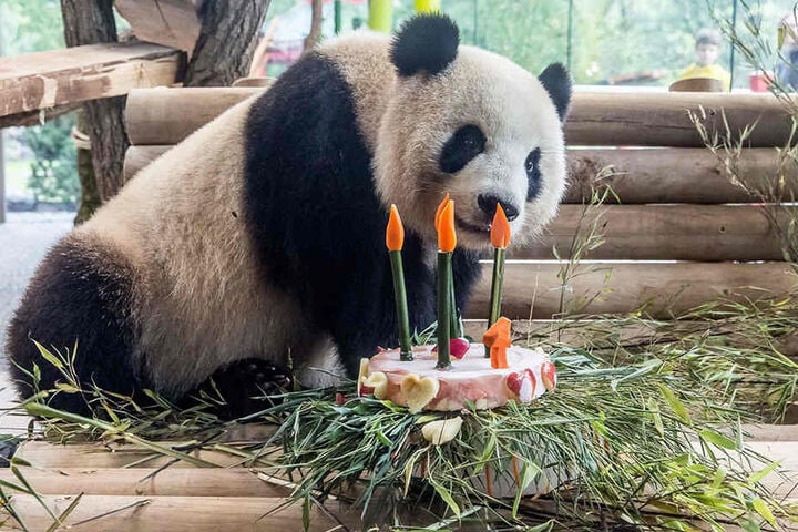 Am Montag wurde im Zoo noch freudig Meng Mengs vierter Geburtstag gefeiert.