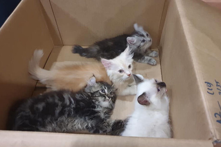 Die kleinen Katzen sollten illegal nach Singapur gebracht werden.