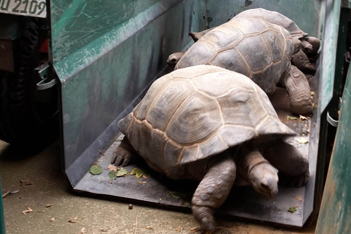 Auf einem Lastenanhänger ging es für die vier Schildkröten ins warme
Innenquartier.