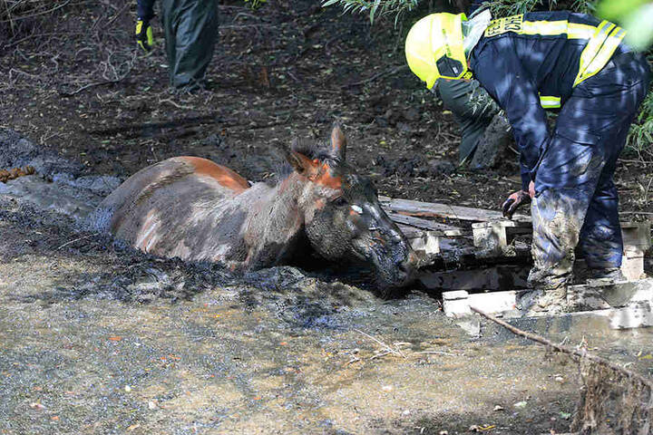 Das Pferd versank bis zum Hals im Schlamm und konnte sich nicht mehr befreien.