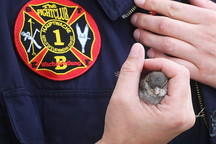 Behutsam hält ein Feuerwehrmann den verletzten Spatz in den Händen.