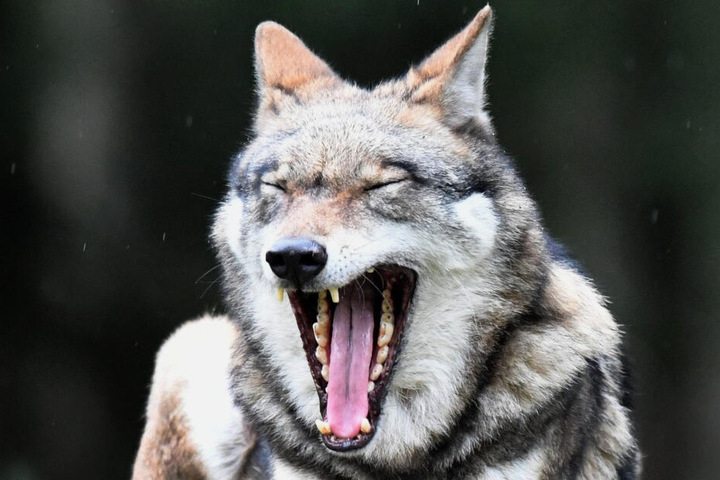 In Bayern können Wolfe nach strenger Prüfung abgeschossen werden. (Symbolbild)