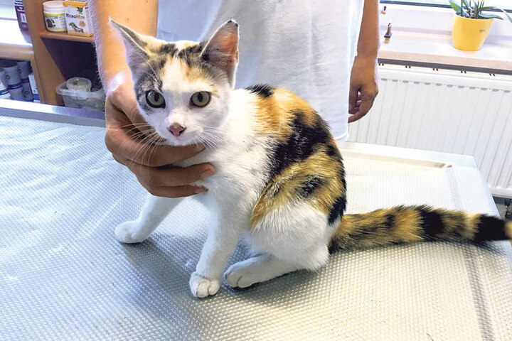 Diese dreifarbige Katze ist der Zwickauer Tierärztin Anne Beinrucker am
Wochenende zugelaufen.