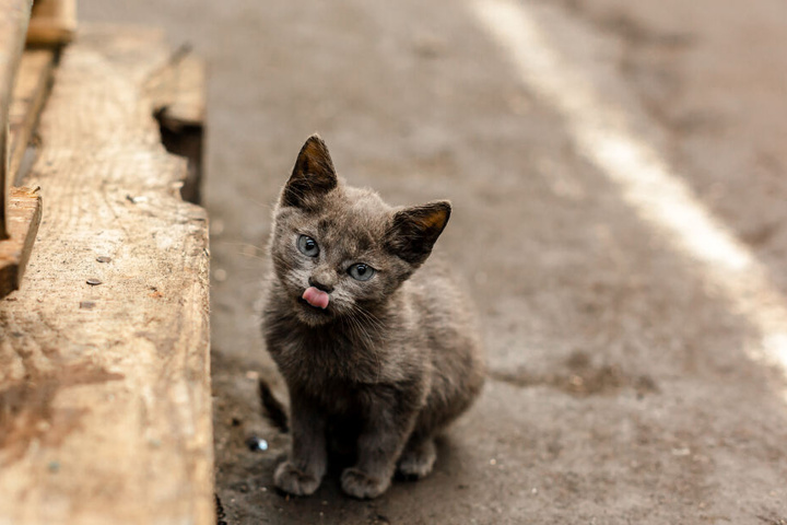 Eine Katze soll der Grund für die allmorgendliche Huperei gewesen sein (Symbolbild).
