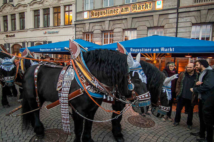 Traditionell zu Pferde wurden die ersten Augustiner-Fässer auf dem Fasswagen von 1901 zum Lokal gebracht.
