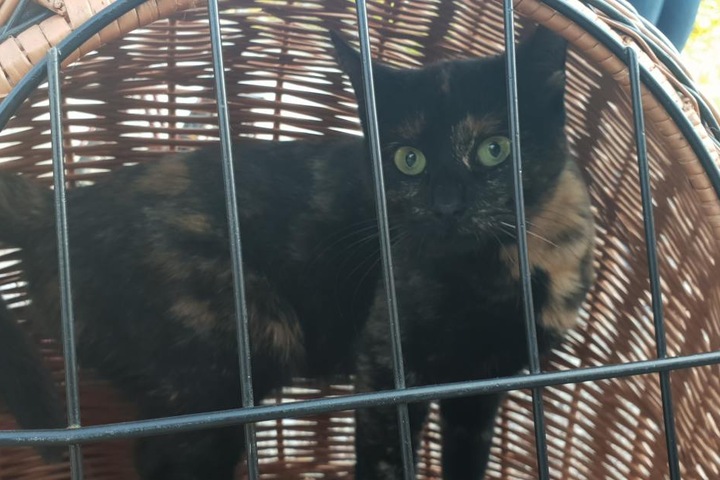 Auch die Katze des Rentners stand nach dem Unfall unter Schock.
