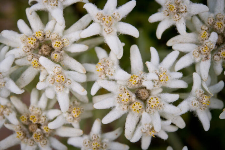 Das Edelweiß in voller Blüte.