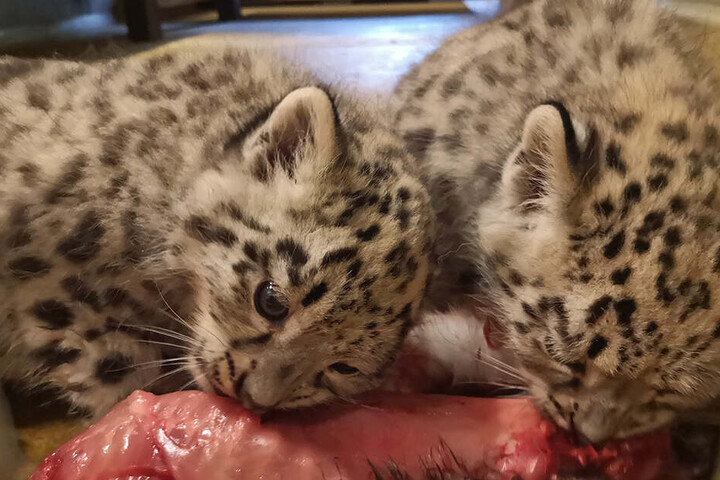 Schneeleoparden-Mama Istari säugt sie zwar noch, aber sie werden langsam an das Fleisch Essen gewöhnt.