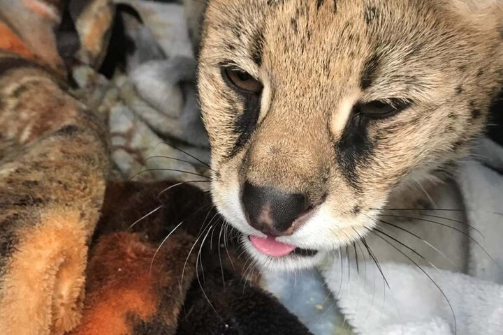 Der Serval wurde in einer Box gefunden.