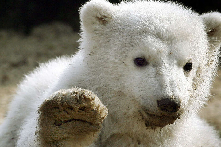 Söhnchen Knut starb bereits qualvoll 2011.