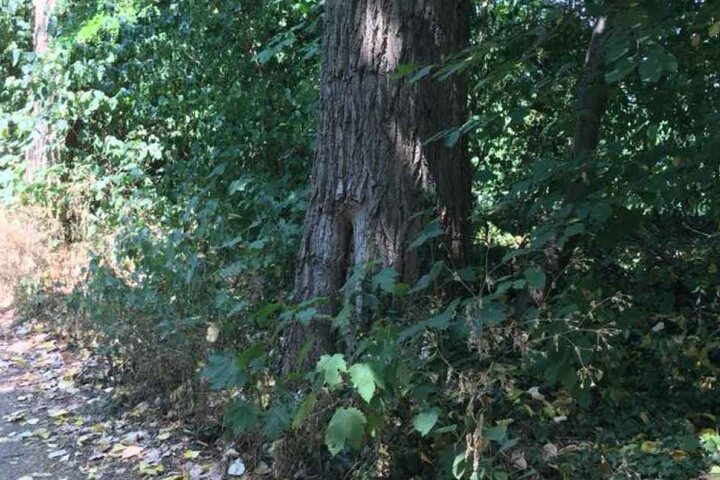 In diesem ausgehöhlten Baum befand sich das Hornissennest.