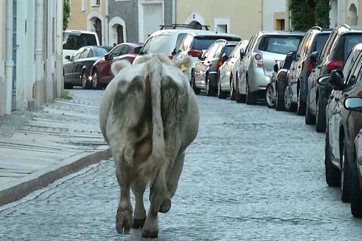 Die Kuh auf dem Weg durch die Görlitzer Altstadt.