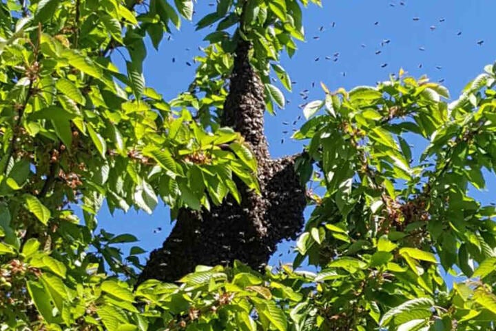 Nachdem die Bienen auf der Straße waren, hatten sie es sich auf dem Baum gemütlich gemacht.