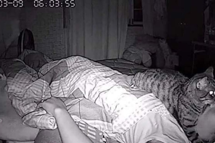 Katze Achi kuschelt sich an Lomphontens Nase.