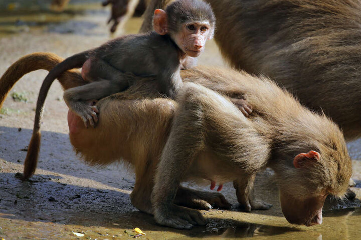 Im Augsburger Zoo gibt es einiges zu bestaunen, entsprechend waren die Besucherzahlen. (Archivbild)
