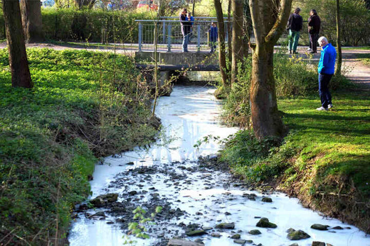 Auch der Zulauf zum Schloßhofteich war verschmutzt.