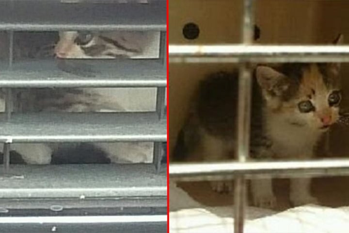 Das kleine Kätzchen ist mittlerweile im Tierheim.