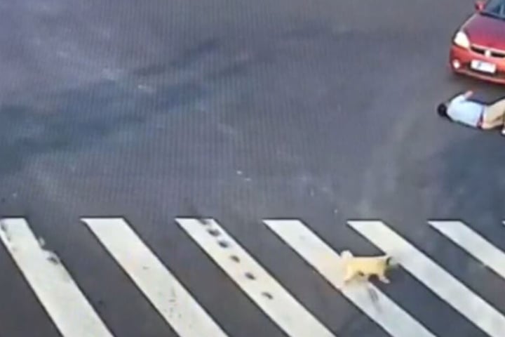Als alles frei war, ging der Vierbeiner brav an Mr. Wang vorbei und zeigte ihm, wie ein Zebrastreifen genutzt wird...
