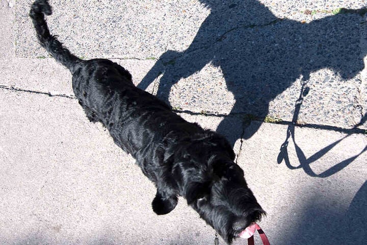 Als der 29-Jährige eine Frau mit Hund traf, entblößte er sich (Symbolbild).