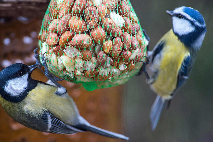 Wenn zwischen Nüssen und Kernen etwas Fett versteckt ist, picken Meisen besonders gern an Futterknödeln.
