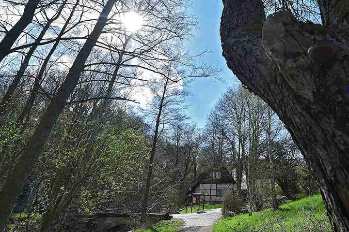 Die Dresdner Region um die Zschoner Mühle ist im Frühjahr ein Wanderparadies.