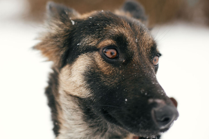 Das Gericht gab nicht bekannt, welche Rasse der Hund hatte (Symbolbild).