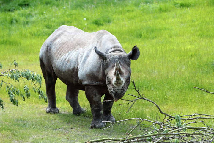 Nashornkuh Nandi hat Leipzig verlassen und soll in England für Nachwuchs sorgen.