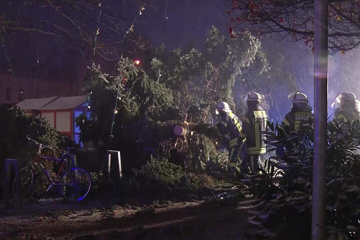 Unter dem Baum wurden einige Fahrräder begraben.