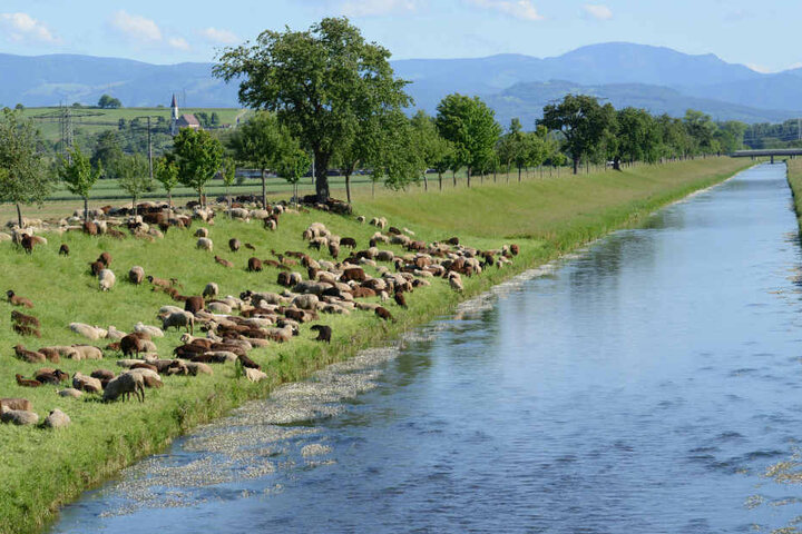 Ohne Hitze und Trockenheit führt die Dreisam normalerweise reichlich Wasser. (Archivbild)
