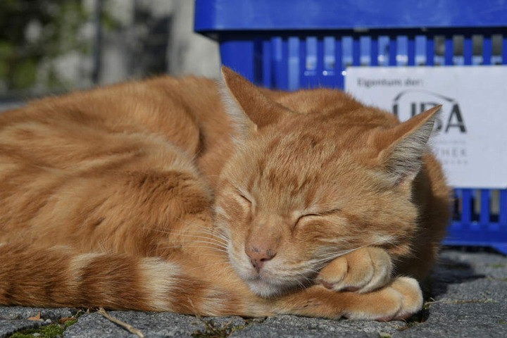 Die über das Universitätsgelände streunende "CampusCat" ist ein Maskottchen der Studierenden in Augsburg.